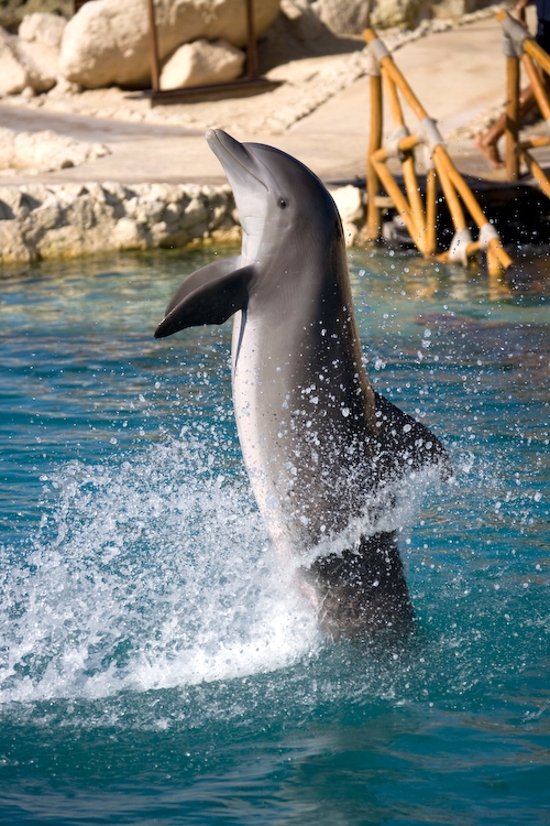 Dolphinaris Cozumel 3